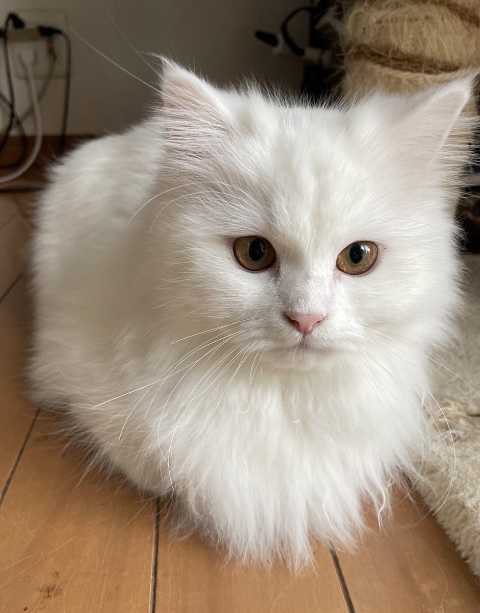 おはようございます☀みるちゃん、娘の希望でうちでお世話になってる病院で避妊手術をしてきます！
みるに合わせてワンニャン皆んなで朝ごはんを我慢💦　もう少し待ってね😭
みるも頑張ろうね！
#サイベリアン