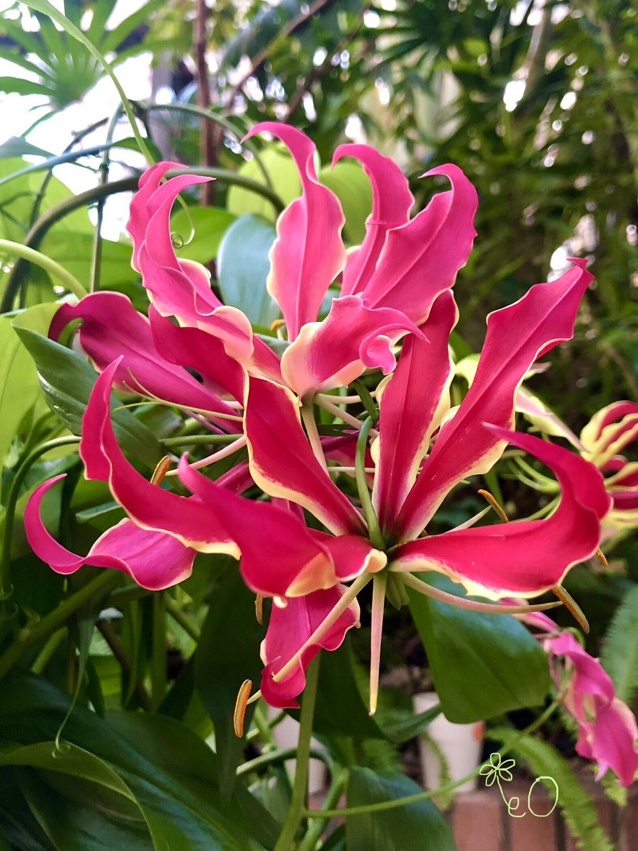 ❁リリ❁ T-Rex Racing 2023 - 2025 Kawasaki Ninja ZX-4R / ZX-4RR No Cut