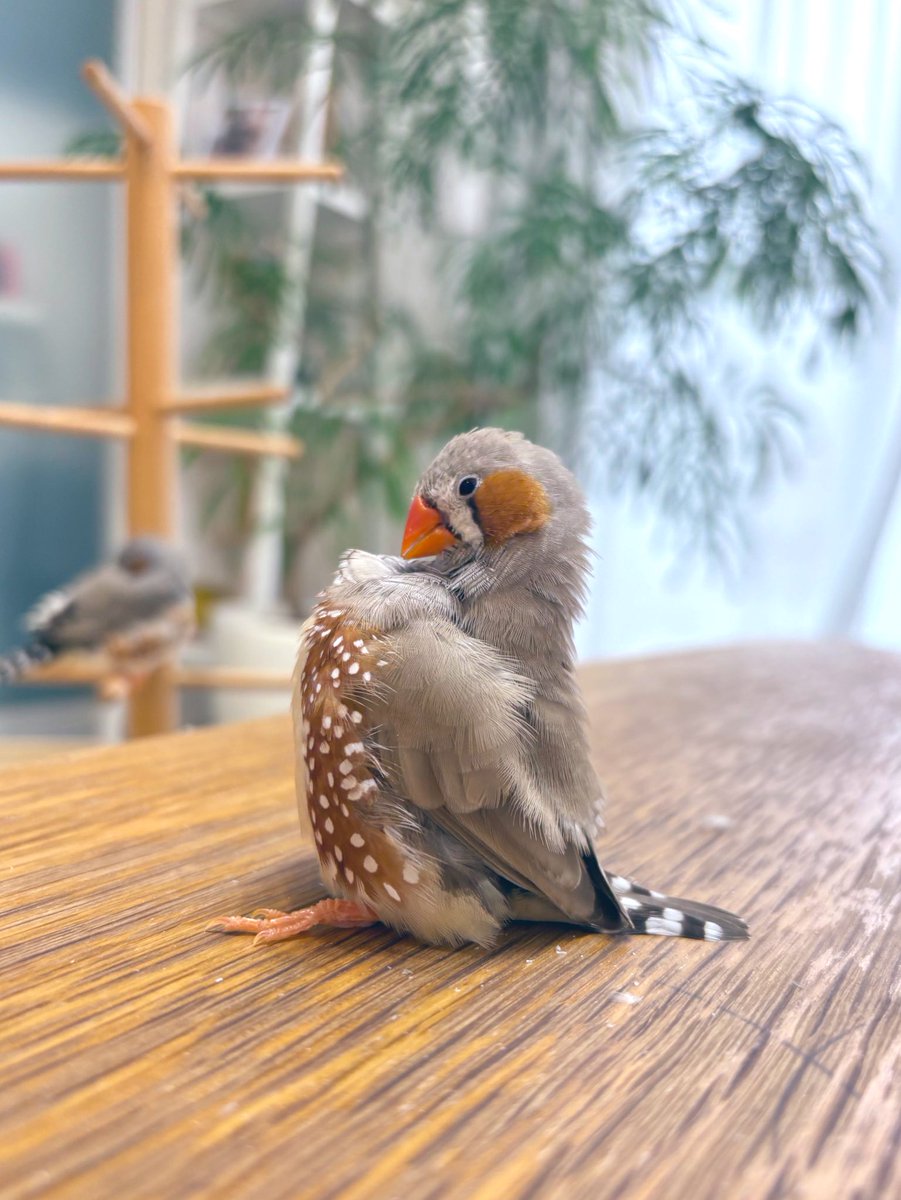 おしりぺたんなのかわいいねえ