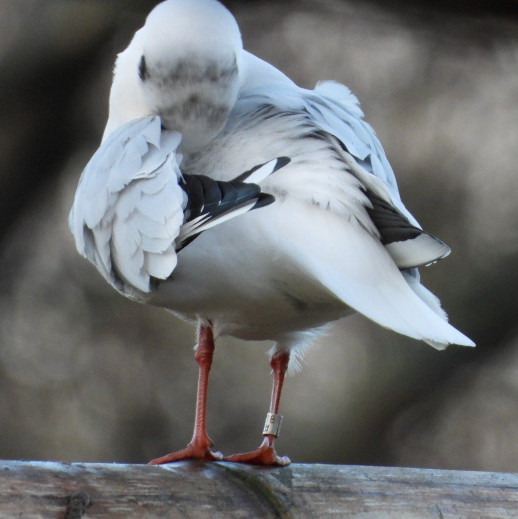 Sam Bayley tweet media