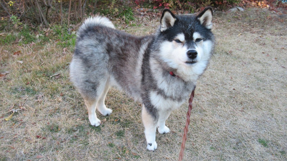 Post by yachiyachi on X: #柴犬 #黒柴