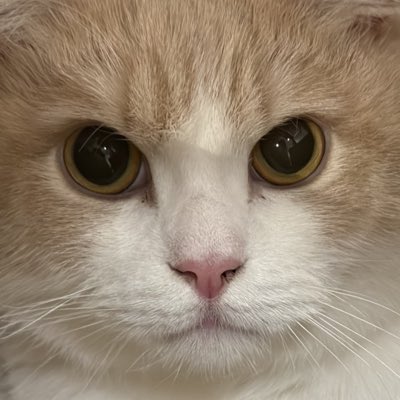 むちゃまる（5） (@neko_muchamaru) / Posts / X