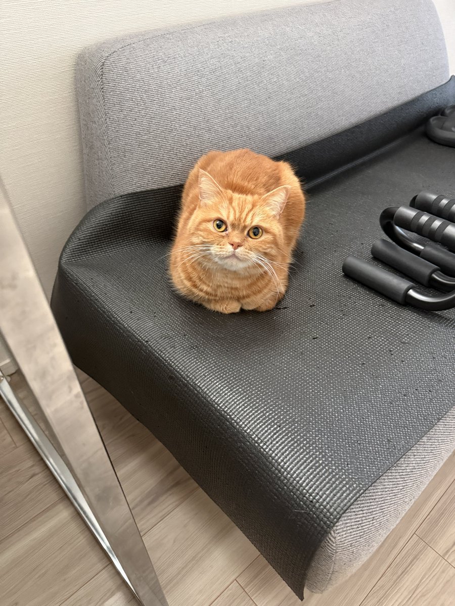 にゃむ (@nyamuchannel) / Posts / X