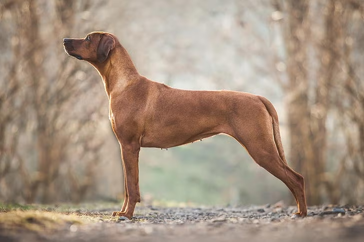 Ridgeback InfoSec tweet media