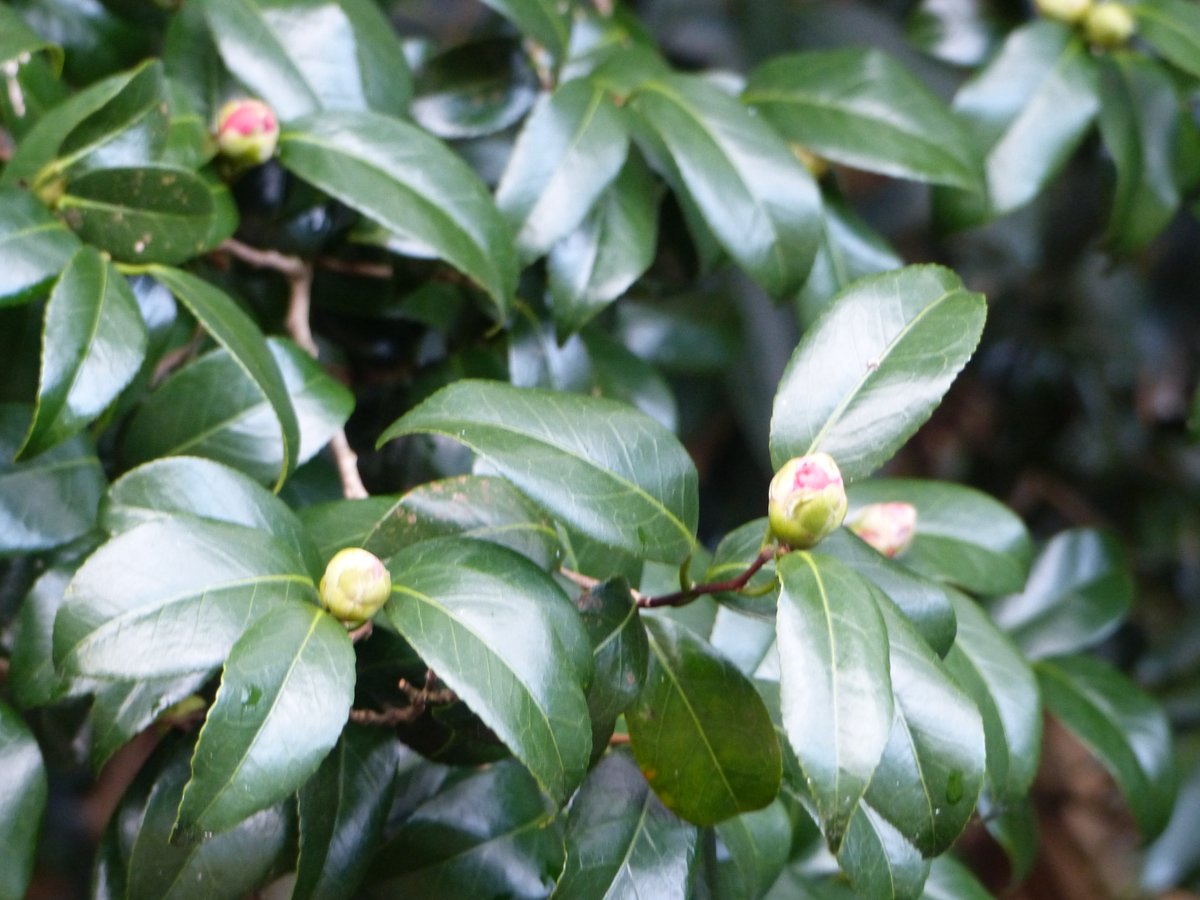 時折強い風が吹きつけてくる白石城です
気の早い梅がほころび始めていました