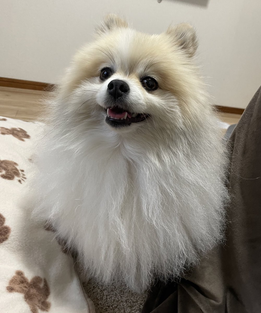 ⭐︎専用⭐︎ ポメラニアンの足様 ⭐︎専用⭐︎ ポメラニアンの足様 ⭐︎専用⭐︎ ポメラニアンの足様