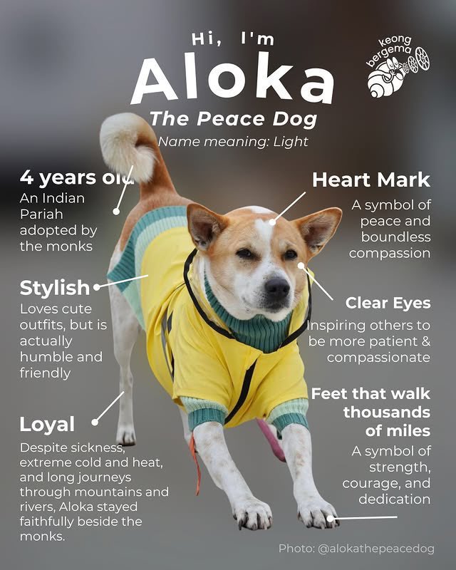 僧と一緒に歩く犬（名前Aloka ）も爆発的に有名になり、多くの家々で