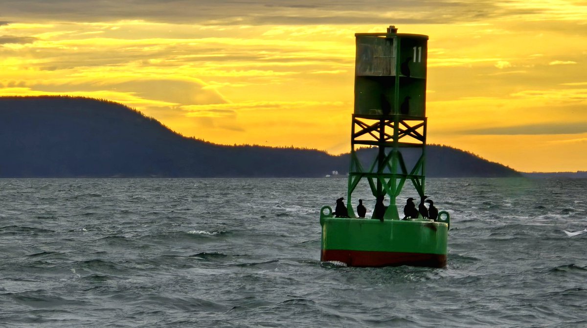 MailboatN's tweet image. It's Saturday and the end of the week. Saturday mailboat'n pictures are always hard to come by but this week I had many. 4 it is, so you get what you get...

The Olympics, a prolonged sunrise this morning, Oyster Fungi? Finally, more choppy seas.