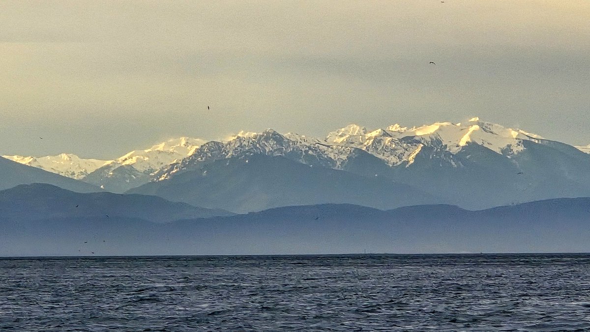 MailboatN's tweet image. It's Saturday and the end of the week. Saturday mailboat'n pictures are always hard to come by but this week I had many. 4 it is, so you get what you get...

The Olympics, a prolonged sunrise this morning, Oyster Fungi? Finally, more choppy seas.