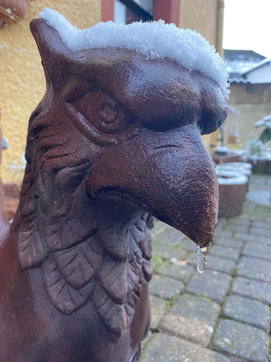 Rotzschnabelwetter😅