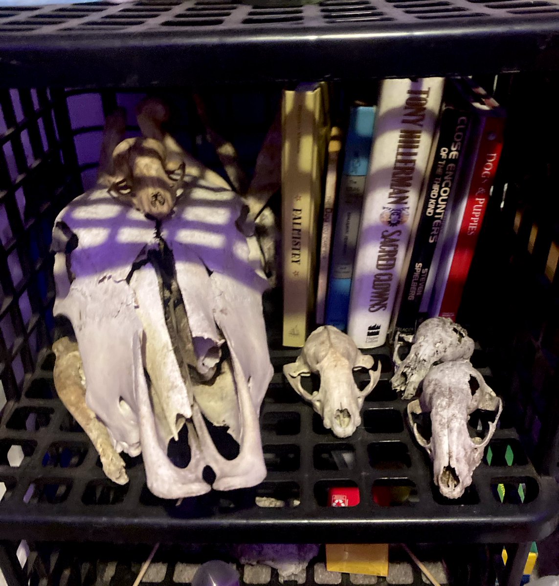 monkeyboyoy's tweet image. Also! Small look at some of my collections :3 I’ve mentioned the bones before but idk about the other stuff… I wish I could do a whole video tour 💔 I have more Garfield + snoopy + Scott pilgrim ☹️