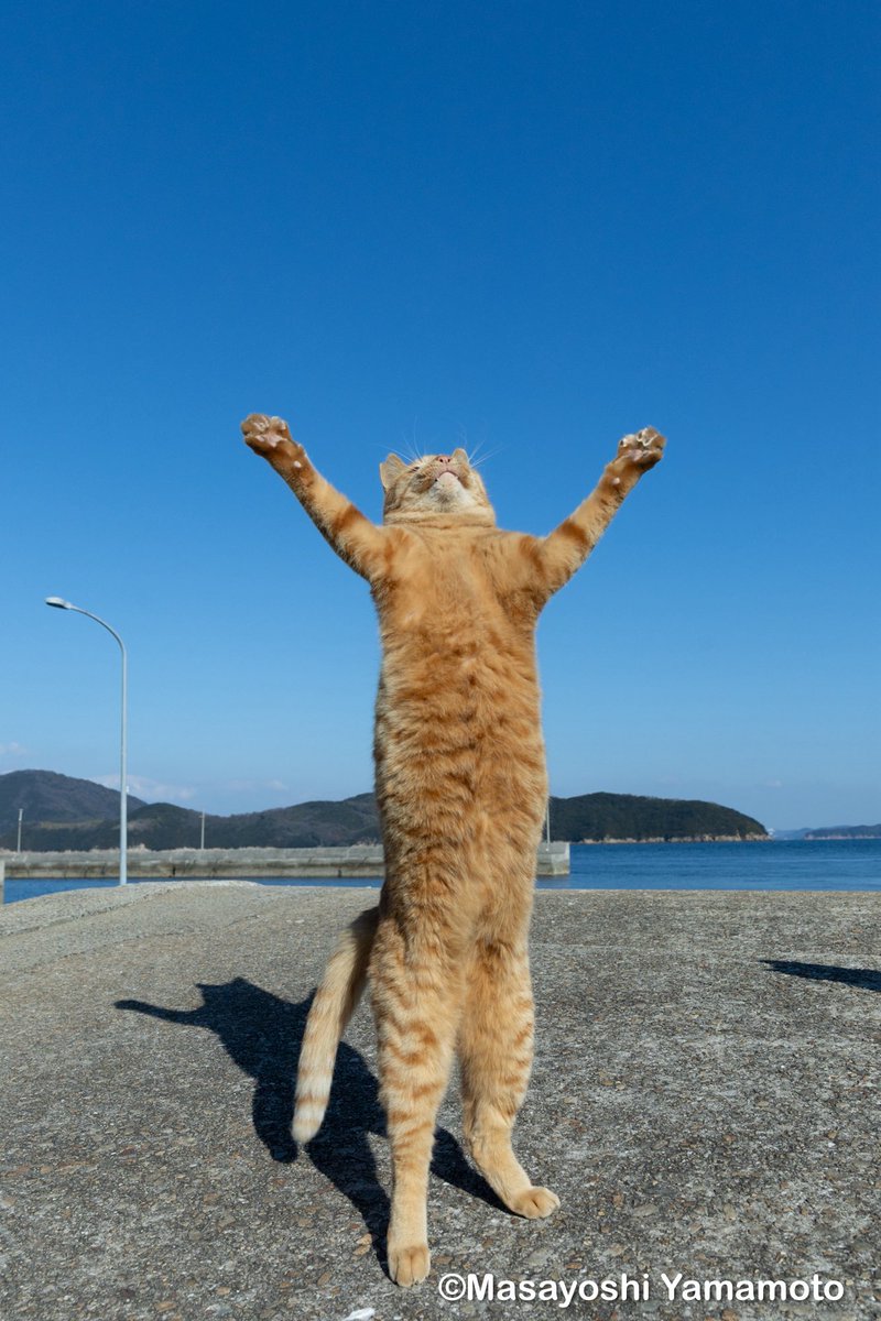 nekoiroiro's tweet image. 日光を浴びよう。