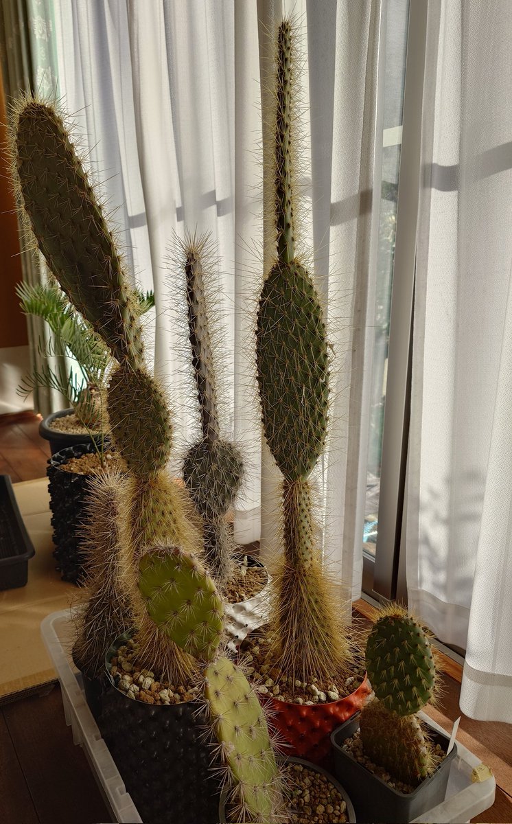 やたらと風邪が強いので外なら折れてるか倒れてるかだ。