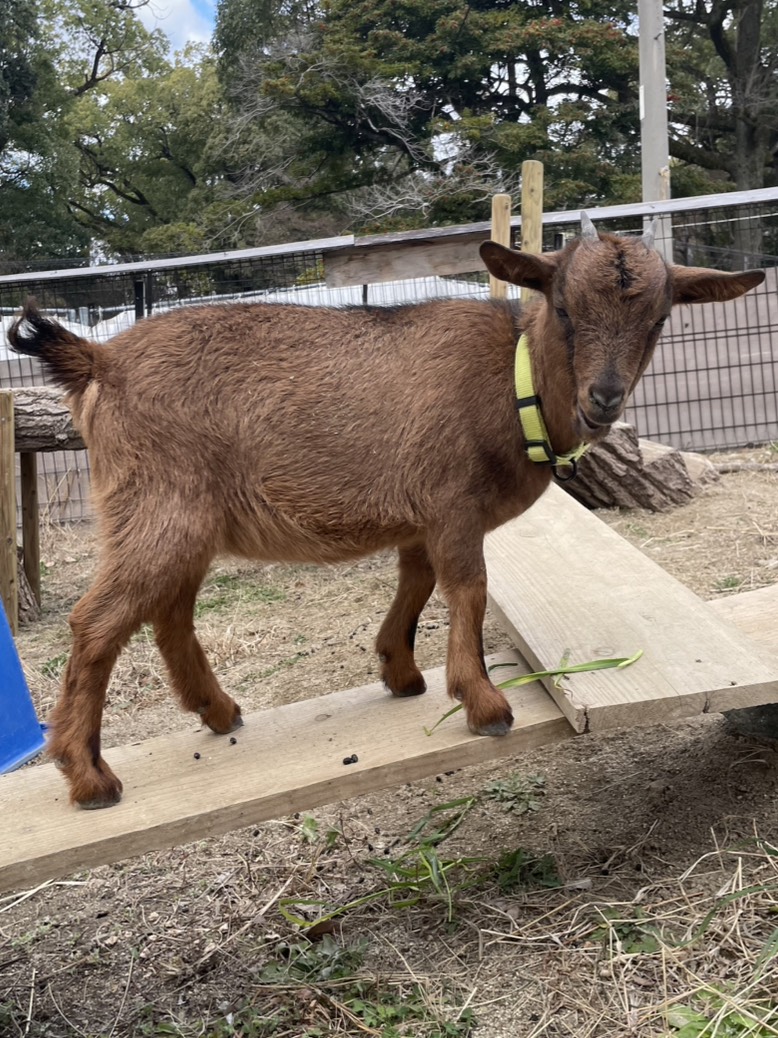 satsukiyama_zoo's tweet image. 七夕半年誕生祭にお越しいただき、ありがとうございます🐐
おやつも貰えて満足そうなナナとユウ🌱
ご飯をもりもり食べて今日もすくすく成長中です🌟

これからもナナとユウの成長を、温かく見守っていただけると嬉しいです🐐🍀

#五月山動物園 ＃ヤギ　＃ナナユウハーフバースデー
＃ナナ　＃ユウ