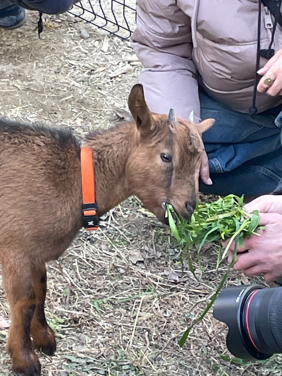 satsukiyama_zoo's tweet image. 七夕半年誕生祭にお越しいただき、ありがとうございます🐐
おやつも貰えて満足そうなナナとユウ🌱
ご飯をもりもり食べて今日もすくすく成長中です🌟

これからもナナとユウの成長を、温かく見守っていただけると嬉しいです🐐🍀

#五月山動物園 ＃ヤギ　＃ナナユウハーフバースデー
＃ナナ　＃ユウ