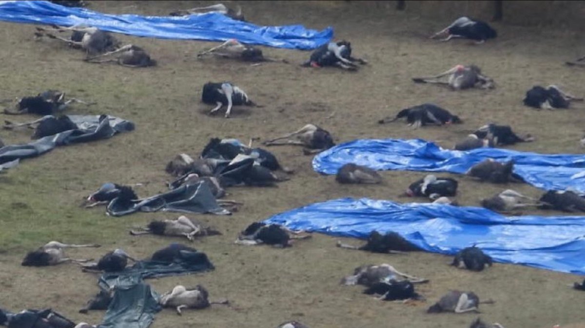 <a href="/ABDanielleSmith/">Danielle Smith</a> THIS is the cfia. 👇 Almost 400 healthy ostriches slaughtered, in a pen, in the dark, by firing squad.  Keep them out of Alberta and away from all animals.