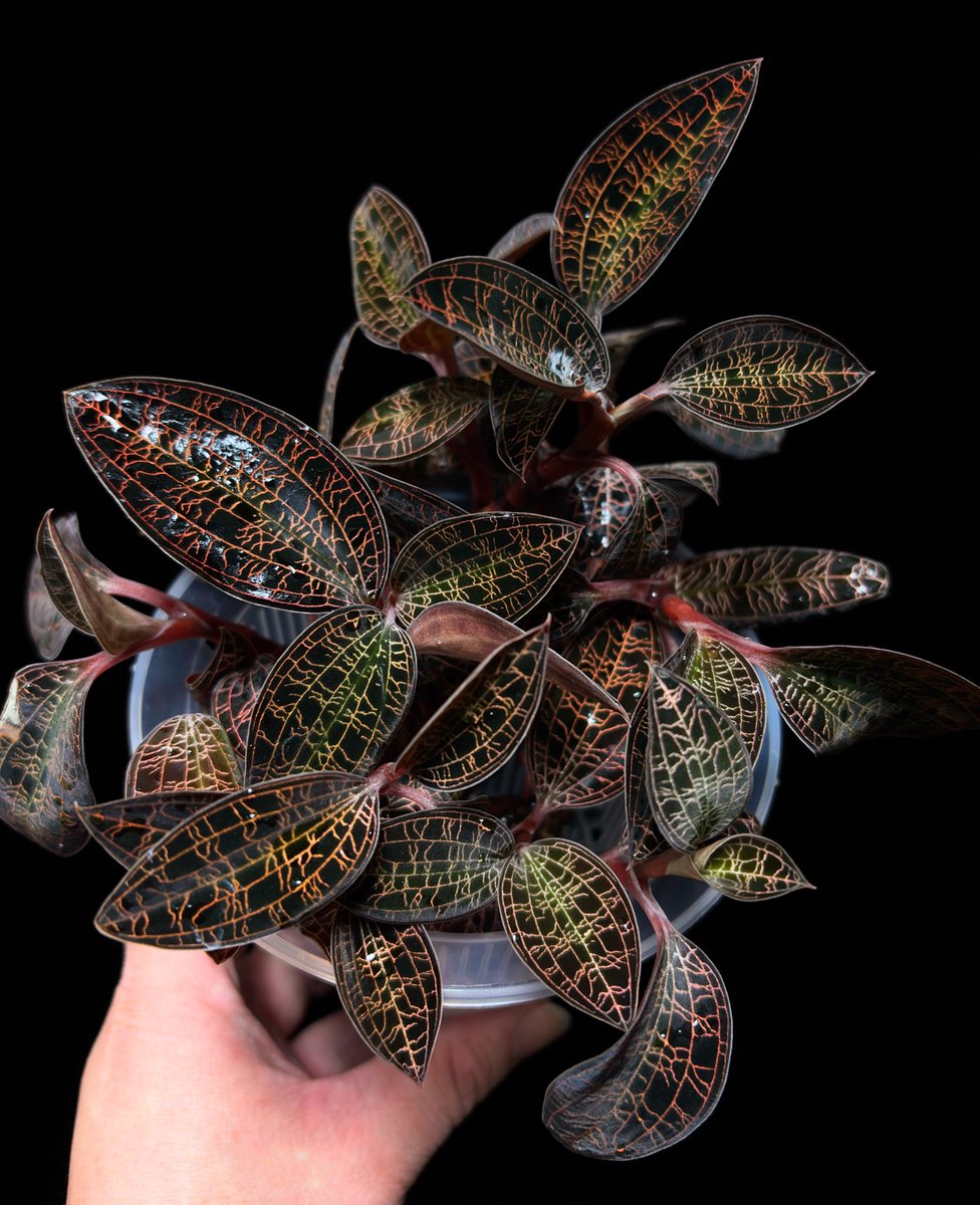 Macodes limii from Sabah マコデス リミィ サバ産 リミィ丼