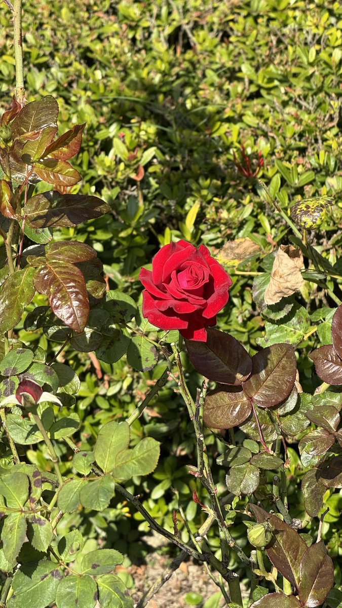 DeathCode0311's tweet image. 帶著狐狐來西子灣看海🌼💕