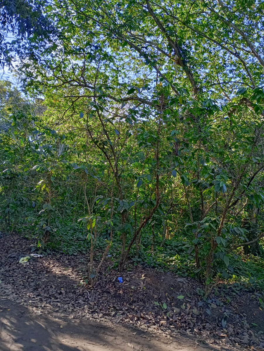 <a href="/misol140/">Michelle Sol 🇸🇻</a> Roble también está por acabar con zona boscosa al final de Complejo habitacional Montemar Construirán Resc Las Flores. Sólo hay 1 vía de acceso y gran caos vehicular todos los días. Talaran cientos de 🌳🌳 y crearán más caos. No permitan que sigan afectando. Esto destruirán 👇🏼