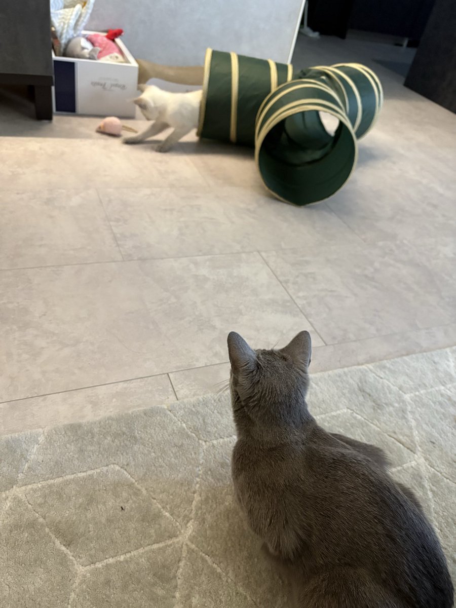 ロシアンブルーのシアン🐈‍⬛ (@kana_cosme123) / Posts / X