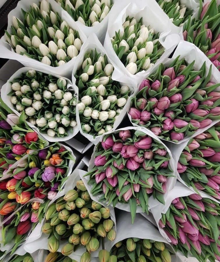 letkoell's tweet image. tulips are the best flowers 💓