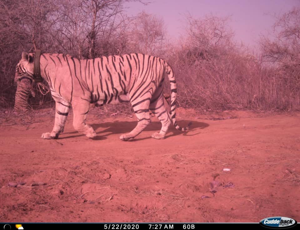 gaurravbhrdwj's tweet image. Today we are talking about The beautiful tigress T-83 #lightning sibling of T-84 #Arrowhead , Mid 2018 tigress was relocate to #mukundratigerreserve from #Ranthambhorenationalpark before relocation tigress birth 3 cubs at Ranthambhore but cubs were not survived and disappeared in