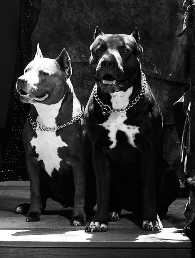 Saraya's tweet image. My boys are so handsome 😩