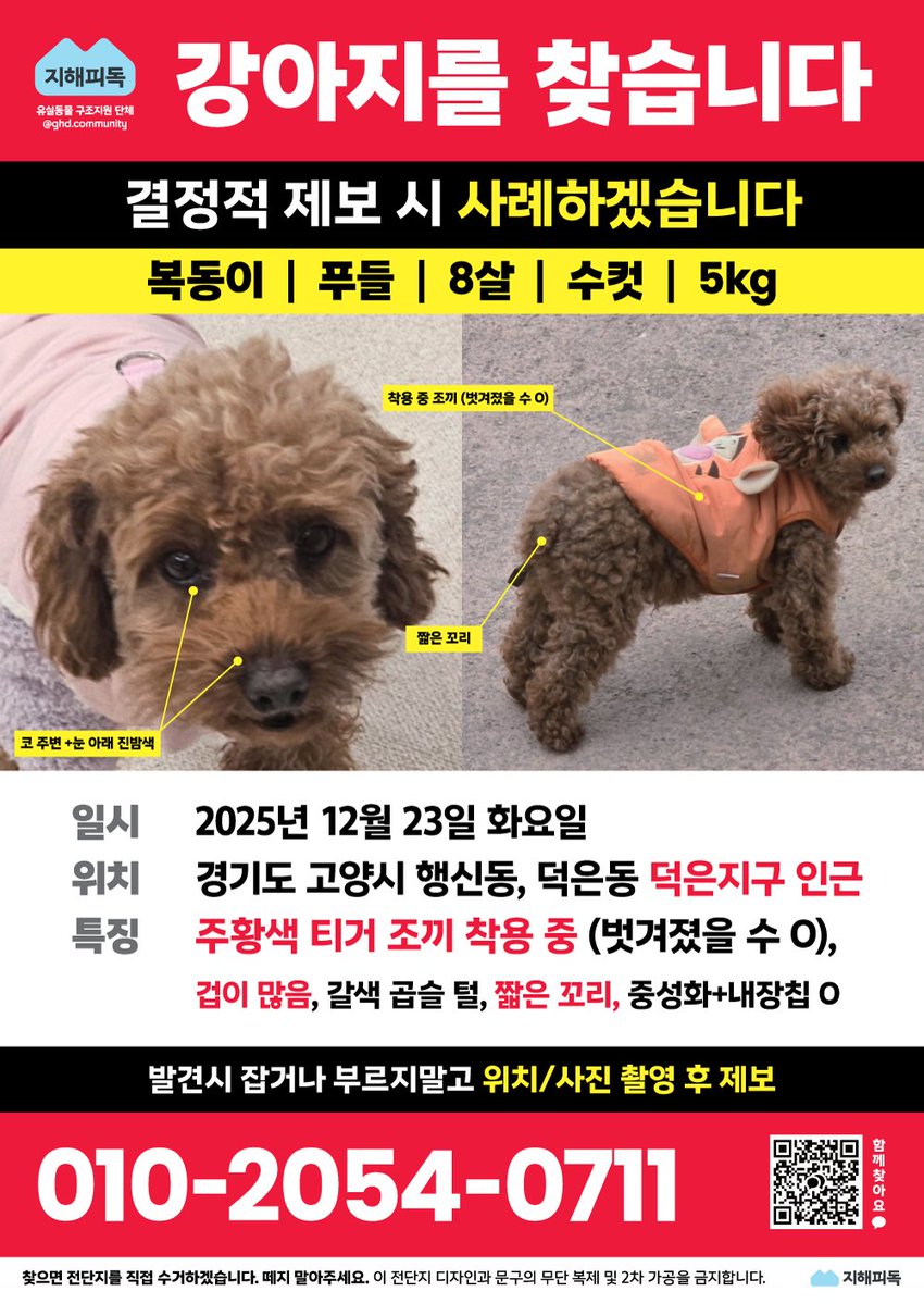 nomorelostpets's tweet image. 고양, 상암 
일산, 서울 등에서 갈색 푸들을 보신다면 제보 부탁드립니다🙏
옷은 벗겨졌을 확률 있어요.

복동이를 찾아요
open.kakao.com/o/gDfRfb8h