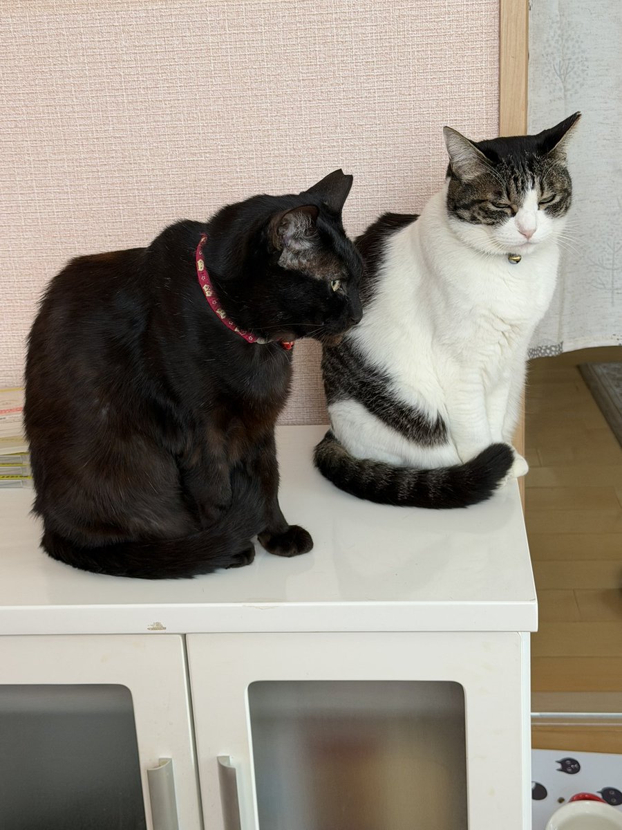 お留守番にゃぁ 行ってくるよ #保護猫と暮らす #猫好きさんと繫がり