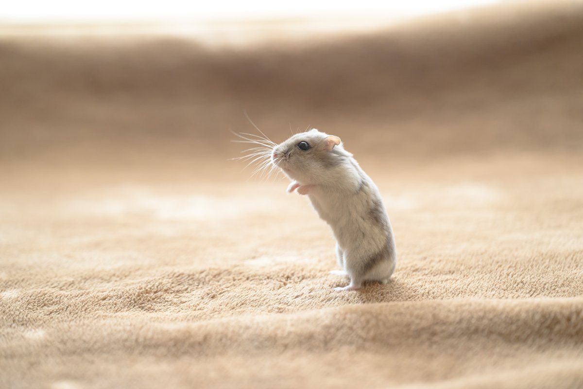 ハムスターの二足歩行かわいいから 今回もタップしたら画像が縦に並ぶ