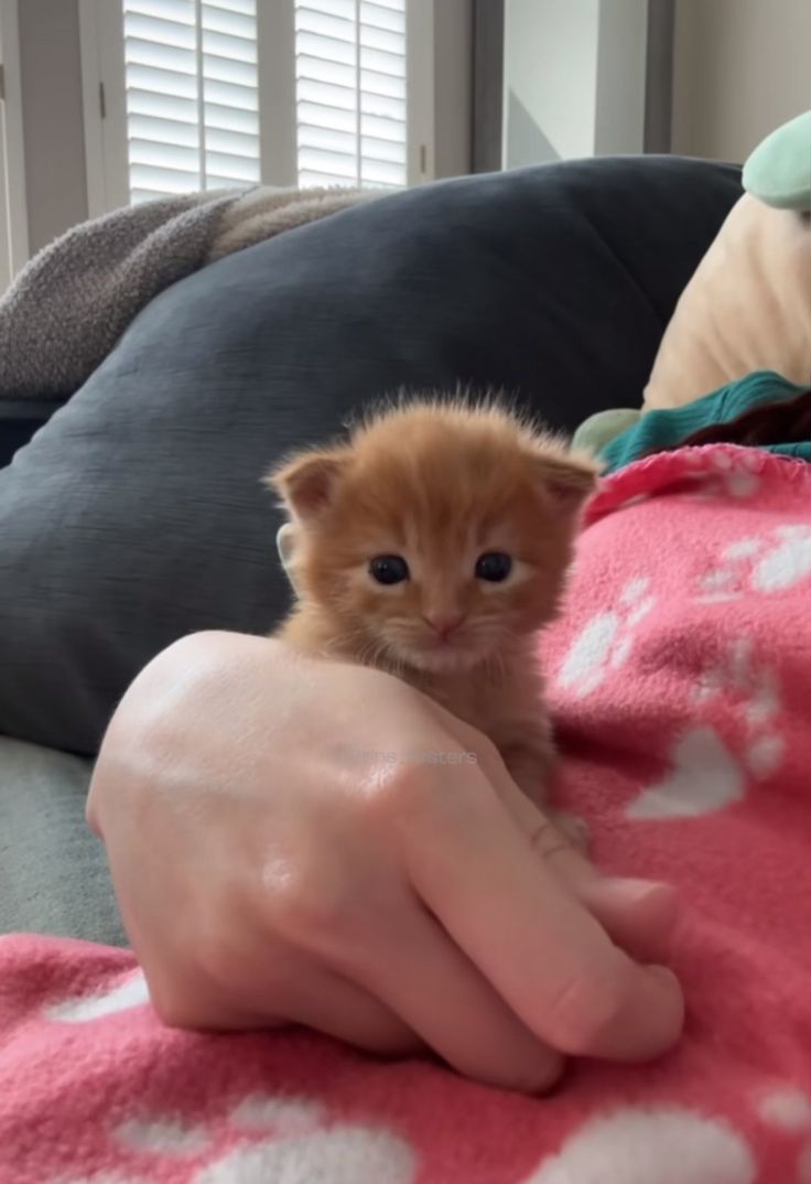 postsofkittens's tweet photo. https://t.co/yQpr62vR9x