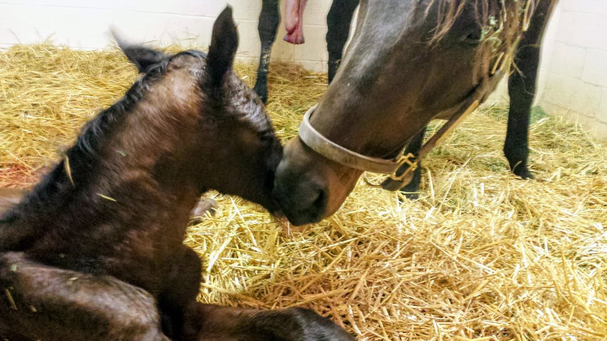 Surprsinglyperfect, recently named Claiming Horse of the Year, as a newborn foal. His dam, Elusive Surprise, is Mareworthy's newest sanctuary resident.

Shared with permission by Kerstin, who cared for Elusive Surprise for over a decade.

Read more at mareworthy.com/news-and-resou…