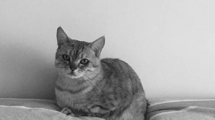 uppala_mahesh's tweet photo. 刚擦完的地板反光像镜子，猫主子突然踩出一串梅花印——行吧，今天的“完美主义”进度条，它说了算 https://t.co/T1Q3VHscao