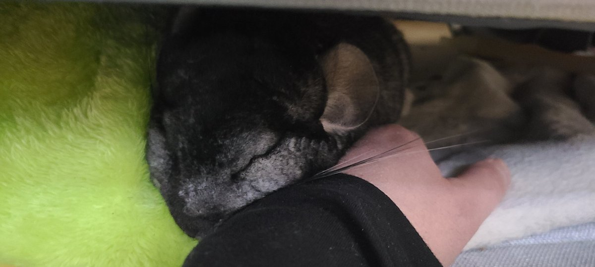 g7tkAvqPyatKZse's tweet photo. 皆しゃん、おはよーごじゃいましゅ😃🎵
挟まって寝てましゅ🐭(´ω｀ )zzZ
#チンチラ https://t.co/cCNQBZuMdY