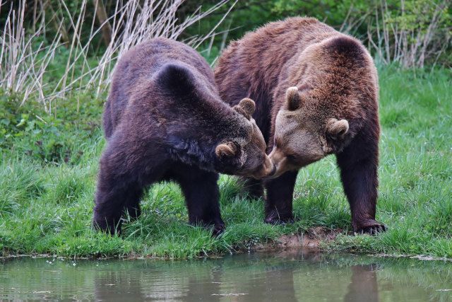 what if we were bears enjoying and drink from the stream and kissing