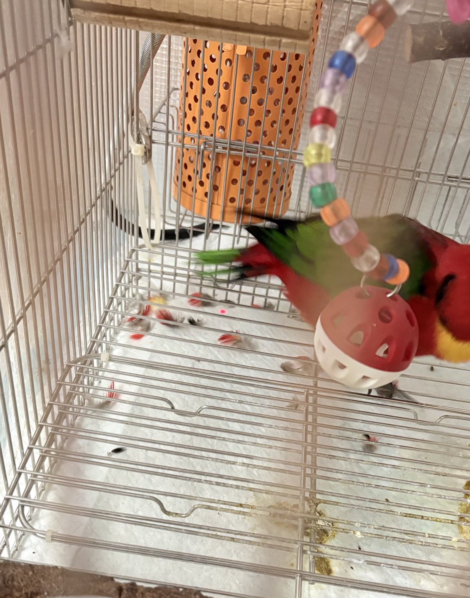 🦇カタヤマ (@ktymtmk) / Posts / X