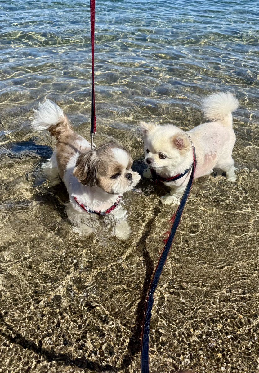 FXDF_FATBOB_BOB's tweet image. いつもありがとう🐶🐶😊

#犬を愛するワンラブの日
#ついでにパパは誕生日