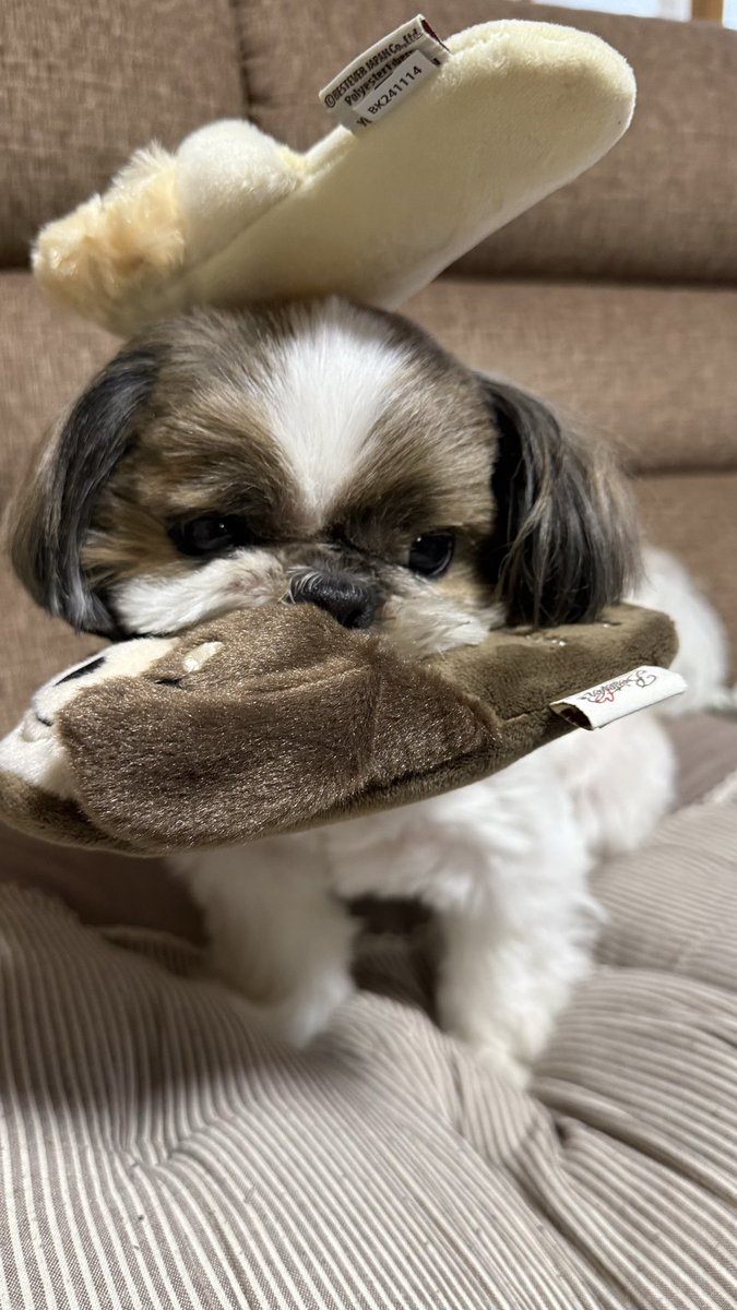 FXDF_FATBOB_BOB's tweet image. いつもありがとう🐶🐶😊

#犬を愛するワンラブの日
#ついでにパパは誕生日