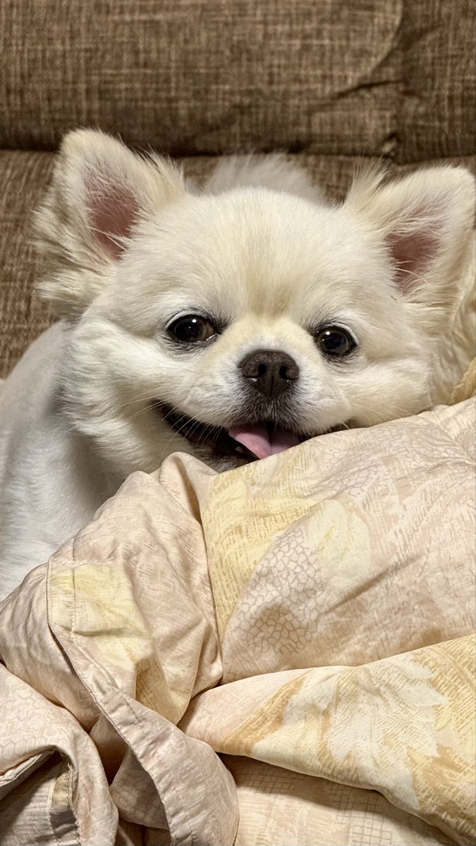 FXDF_FATBOB_BOB's tweet image. いつもありがとう🐶🐶😊

#犬を愛するワンラブの日
#ついでにパパは誕生日