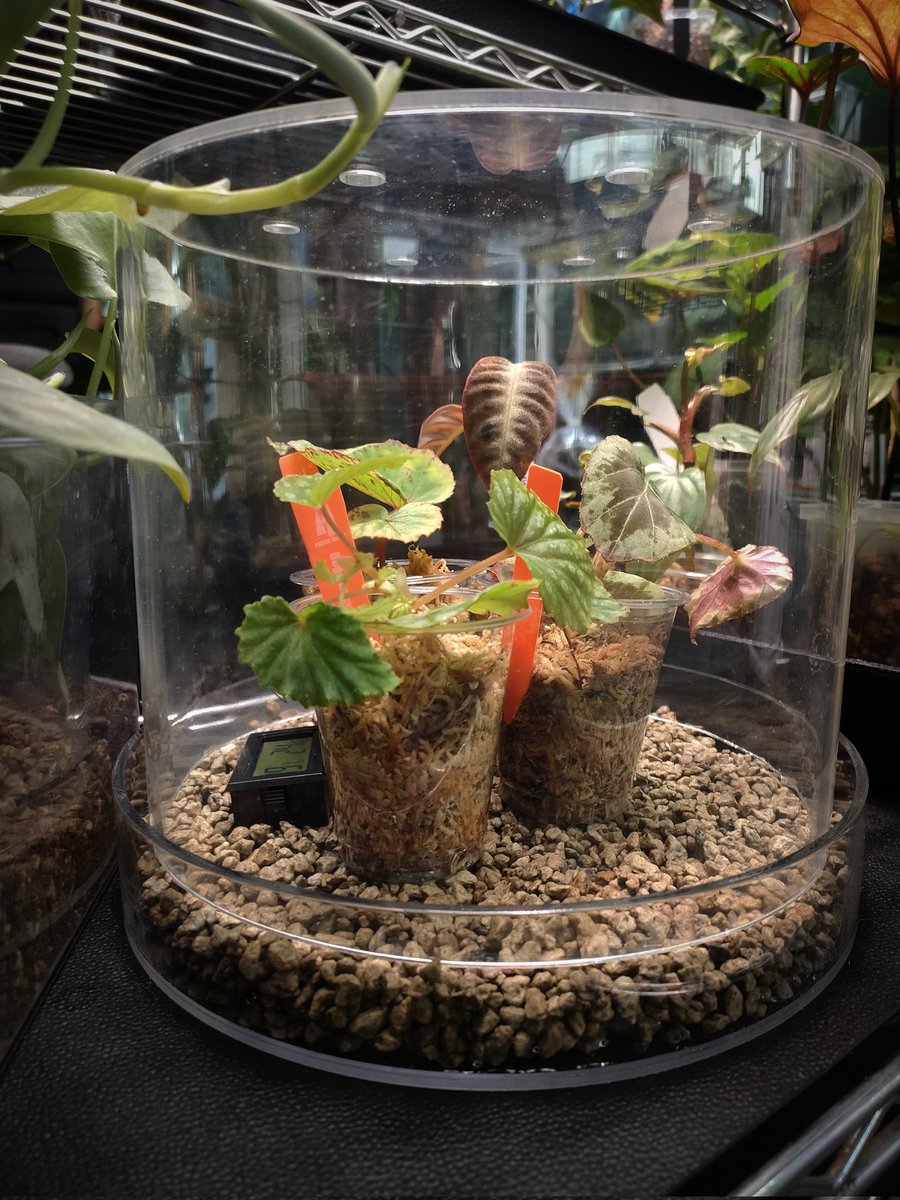 megu. (@VMBfxdDFgF76u9z) / Posts / X