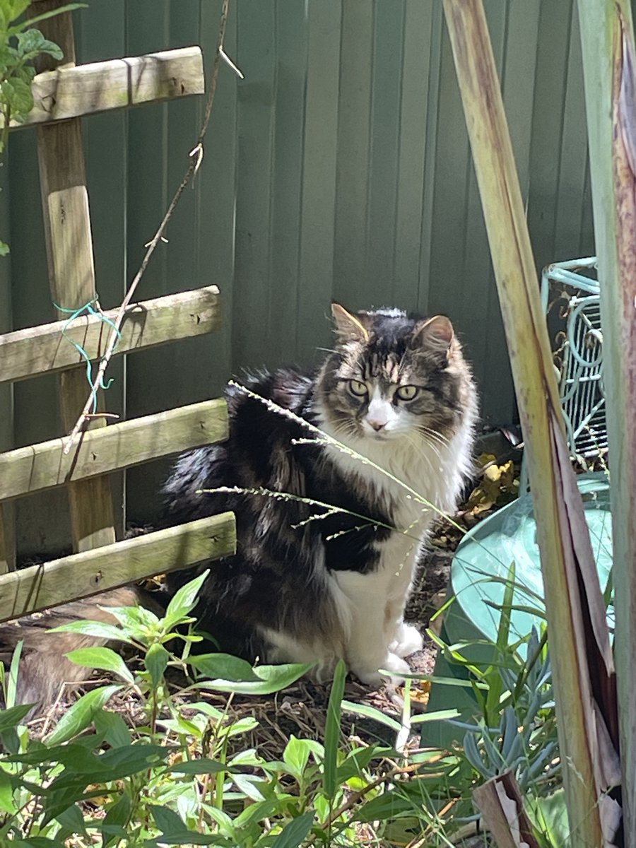 Sadewa_Sagara's tweet image. Sapi👍