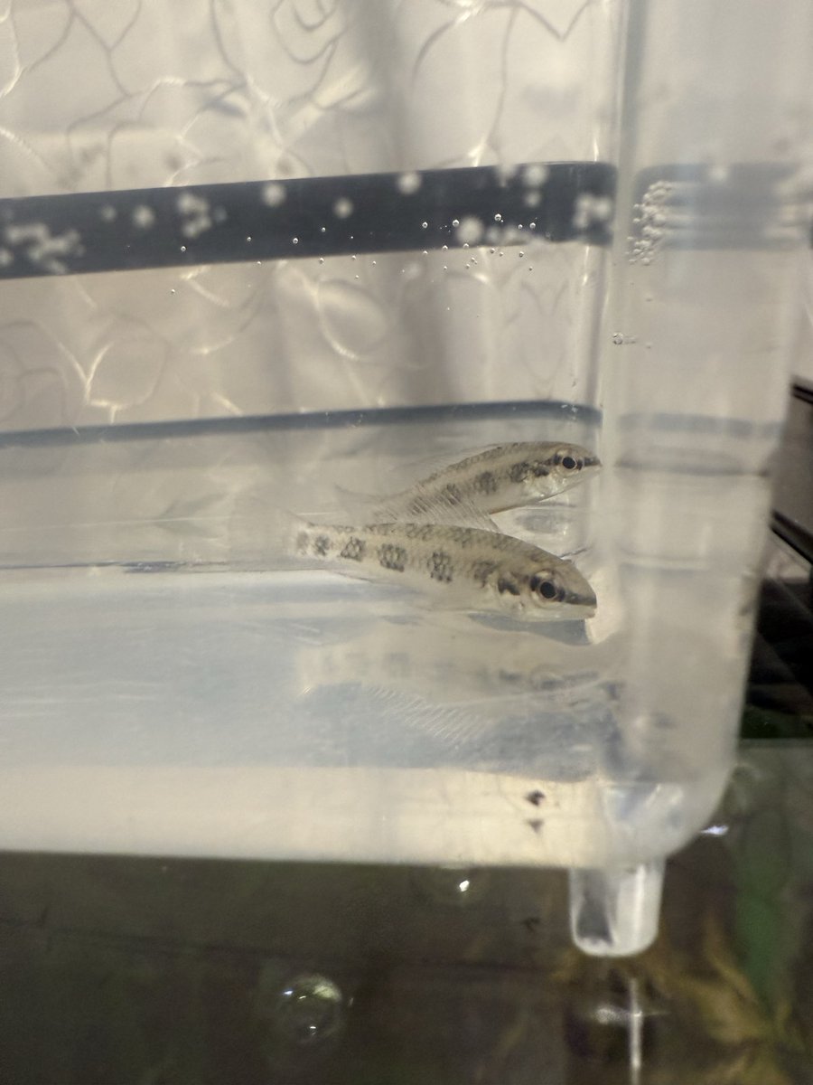 ディクロススお迎えして約1ヵ月色が出てきたし、次は産卵にチャレンジしてみよかなぁ〜🤔待ちアピ来ないしなぁ〜😢