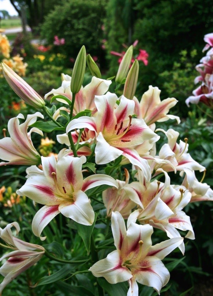 i3Moment's tweet image. Lilies