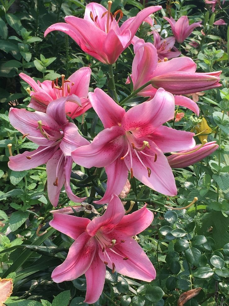 i3Moment's tweet image. Lilies