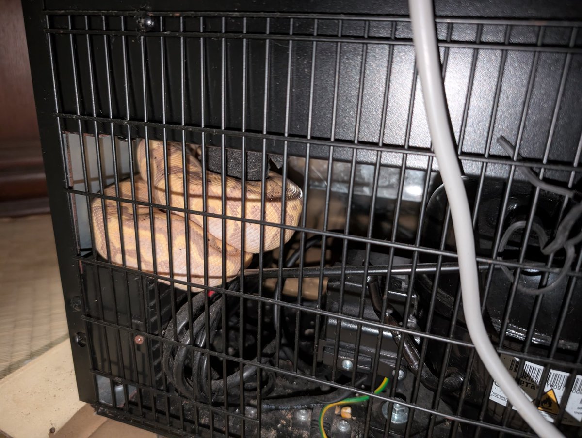 トンピ～ tweet media