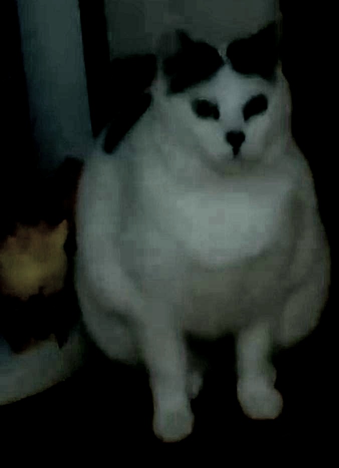 Tabacock's tweet image. La gata de @ferflameshill2 posee mi mente y me controla de manera remota