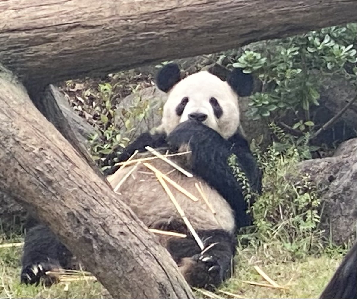 はっさく (@yocootukuri999) / Posts / X