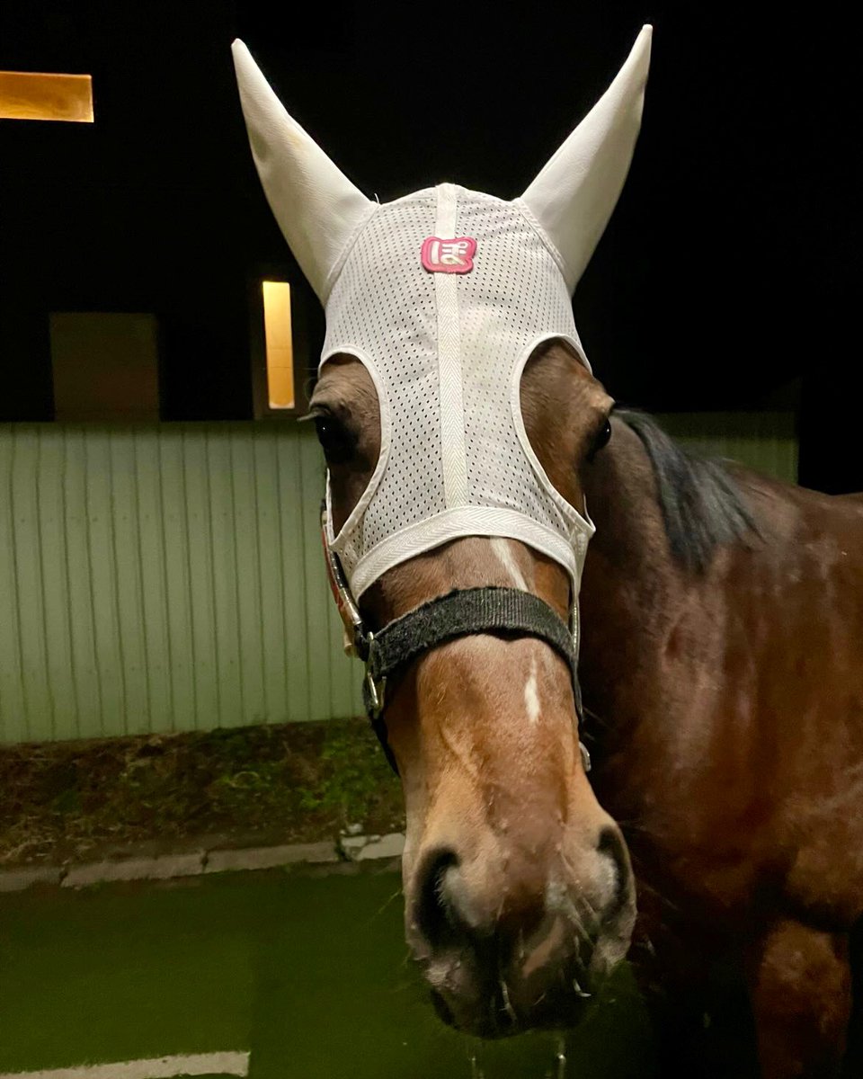 しろまる (@shiro1maru) / Posts / X