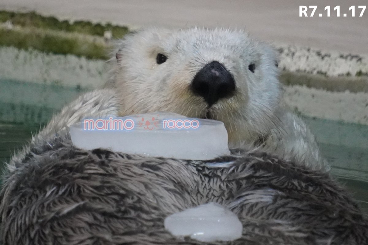 まりも tweet media