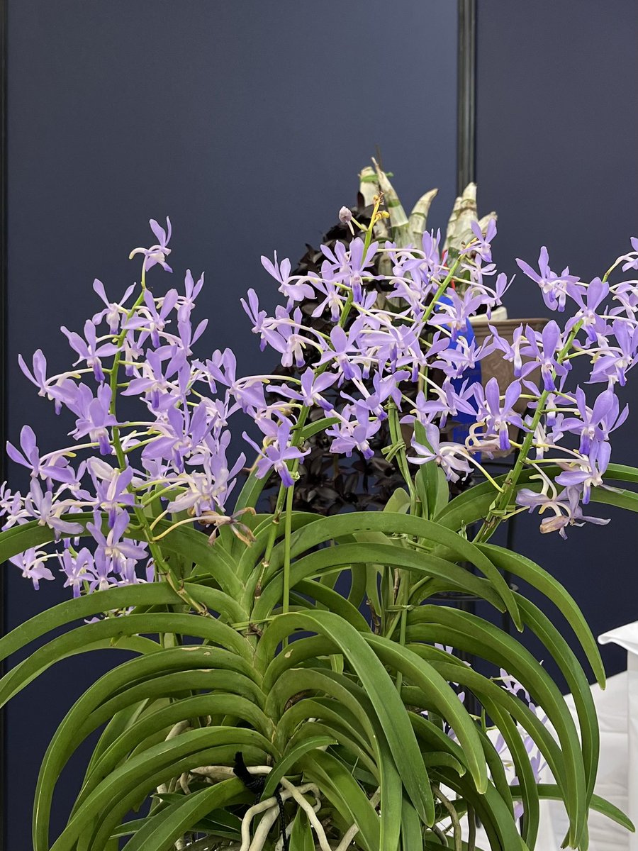 個人的に印象深かったのがこの風蘭交配。結構昔からあるヨネザワラ　ブルースター（今はバンダコスティリス？）かと思うけど、丹精込めて育てている感じが伝わってきて、足を止めて魅入ってしまいました